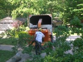 haul away tree site